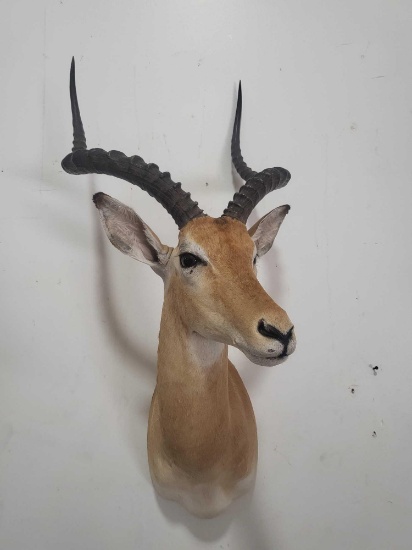 BEAUTIFUL IMPALA TAXIDERMY SHOULDER MOUNT