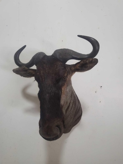 BLUE WILDEBEEST TAXIDERMY SHOULDER MOUNT.
