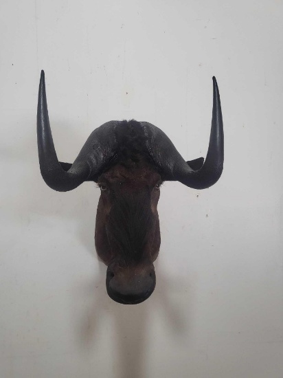 BLACK WILDEBEEST TAXIDERMY SHOULDER MOUNT