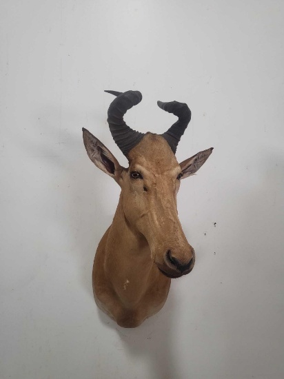 LITIHSTAG TAXIDERMY SHOULDER MOUNT