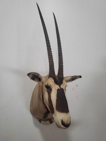 GEMSBOK TAXIDERMY SHOULDER MOUNT