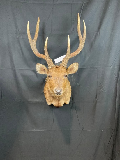 Asian Deer