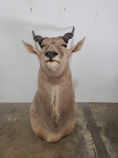 ELAND TAXIDERMY SHOULDER MOUNT