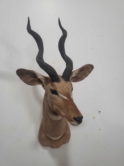 RARE - LESSER KUDU TAXIDERMY SHOULDER MOUNT