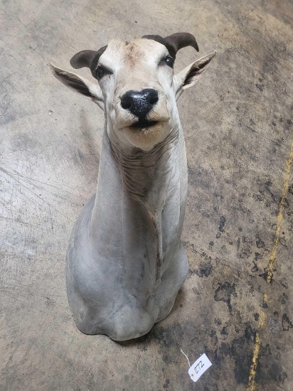 ELAND TAXIDERMY SHOULDER MOUNT