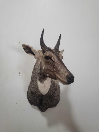NILGAI TAXIDERMY SHOULDER MOUNT