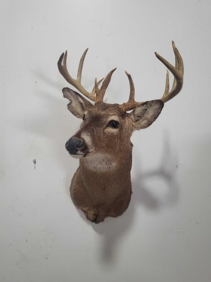 WHITETAIL DEER TAXIDERMY SHOULDER MOUNT