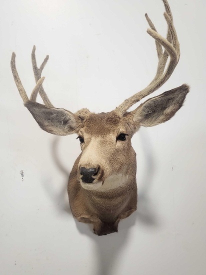 MULE DEER TAXIDERMY SHOULDER MOUNT