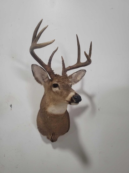 WHITETAIL DEER TAXIDERMY SHOULDER MOUNT
