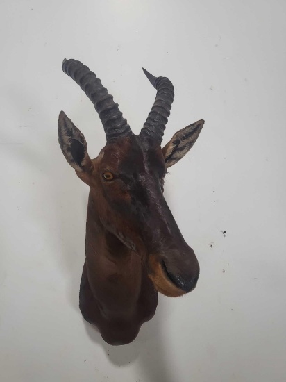 TOPI TAXIDERMY SHOULDER MOUNT