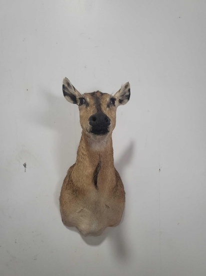 RARE FEMALE NILGAI TAXIDERMY SHOULDER MOUNT