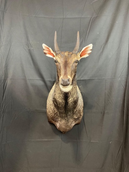 Nilgai