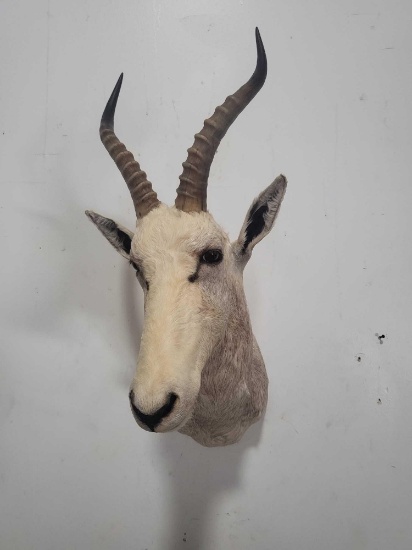 HARD TO FIND WHITE BLESBOK TAXIDERMY SHOULDER MOUNT