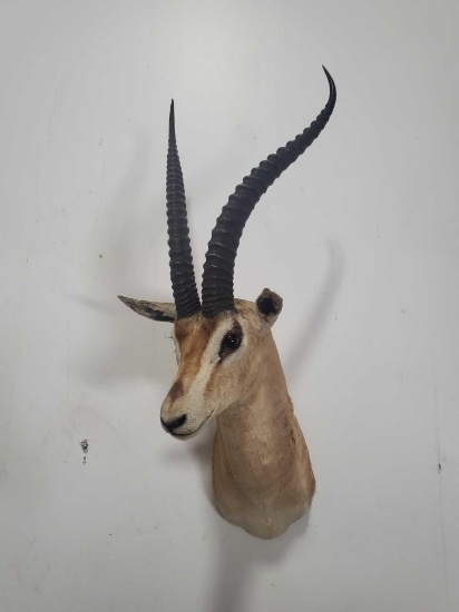 GAZELLE TAXIDERMY SHOULDER MOUNT