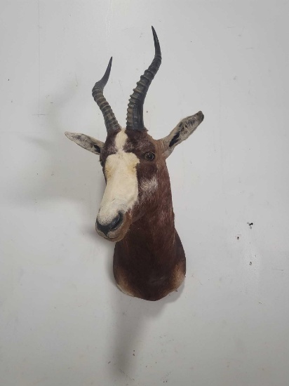 BLESBOK TAXIDERMY SHOULDER MOUNT