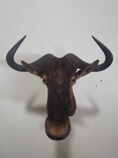 WILDEBEEST TAXIDERMY SHOULDER MOUNT