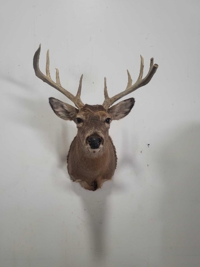 WHITETAIL DEER TAXIDERMY SHOULDER MOUNT