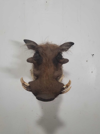 MENACING WARTHOG TAXIDERMY SHOULDER MOUNT