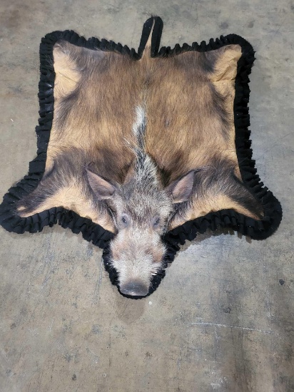 BUSH PIG TAXIDERMY RUG MOUNT