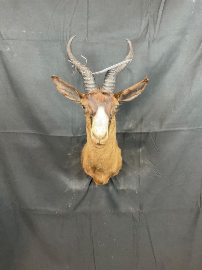 Black Springbok