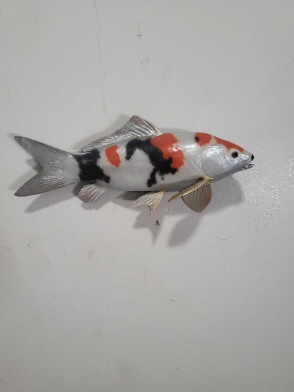 KOI HIGH END REPLICA TAXIDERMY FISH MOUNT