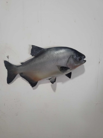 PACU HIGH END REPLICA TAXIDERMY FISH MOUNT