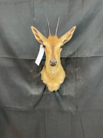Duiker