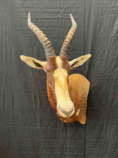 Blesbok Mount