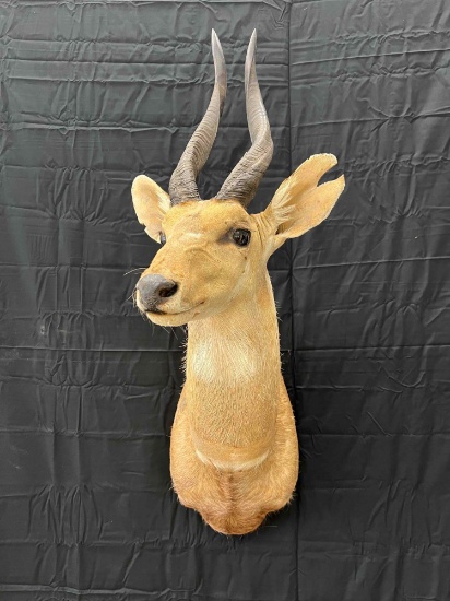Bushbok Mount