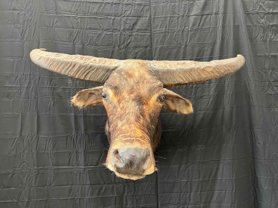 Water Buffalo