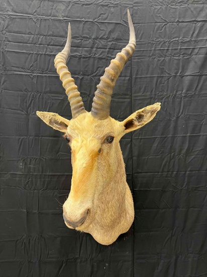 White Blesbok