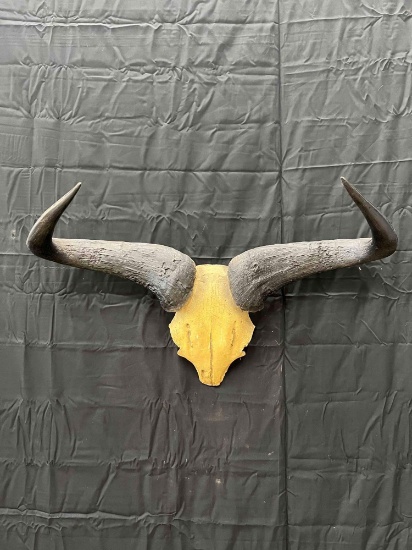 Wildebeests