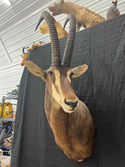 Sable Mount