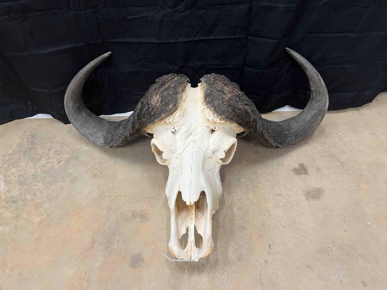 Cape Buffalo