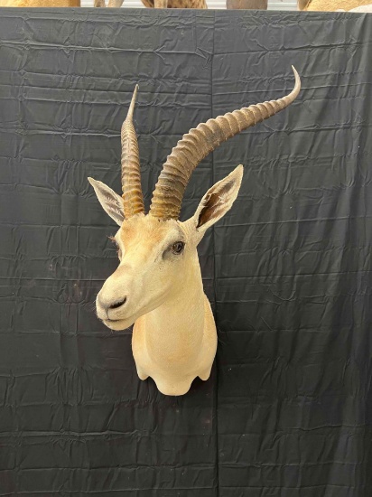 Grant Gazelle