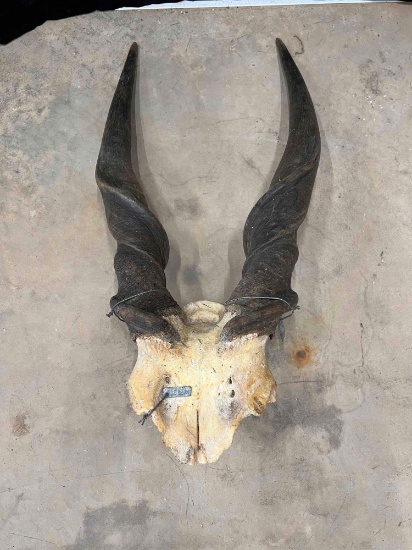 Eland Horns
