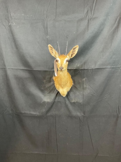 Oribi