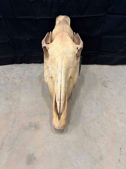 Zebra Skull