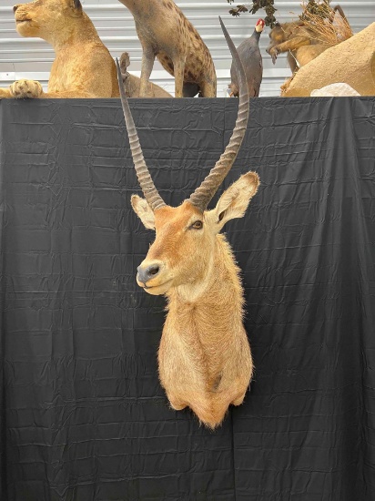 Waterbuk Mount