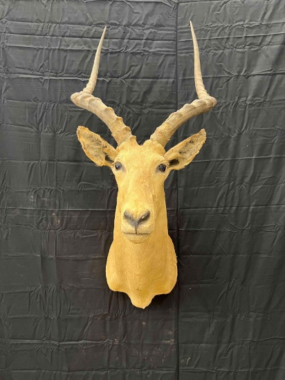 Impala Mount