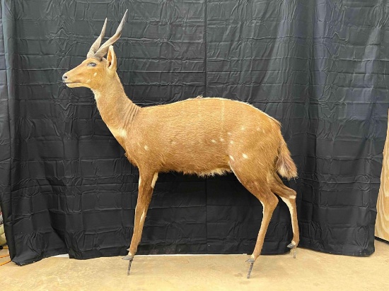 Bushbok