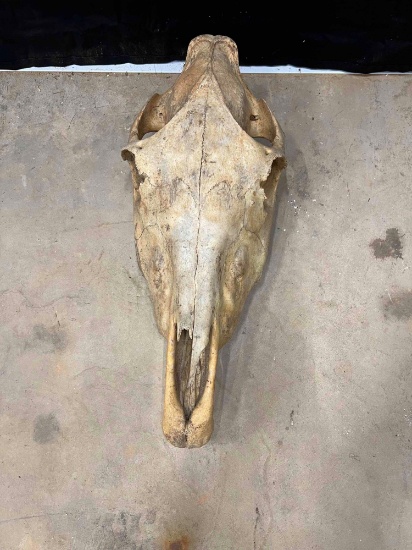 Zebra Skull