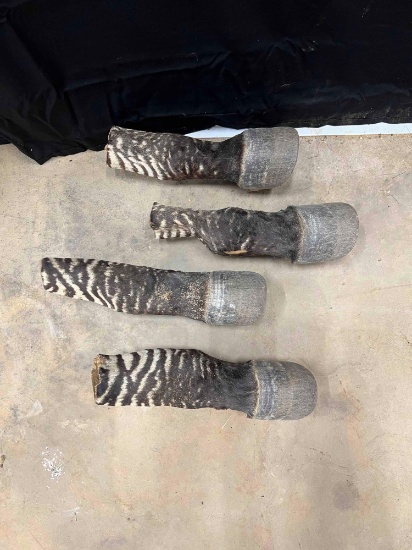 Zebra Feet