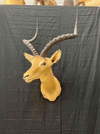 Impala Mount