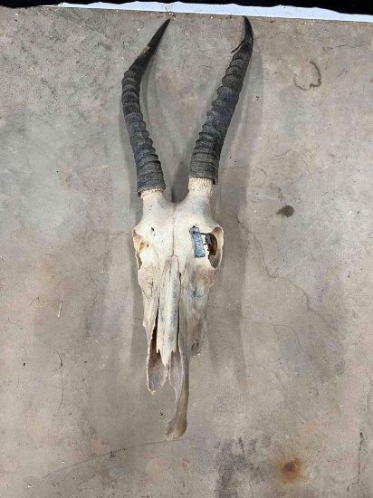 African Skull