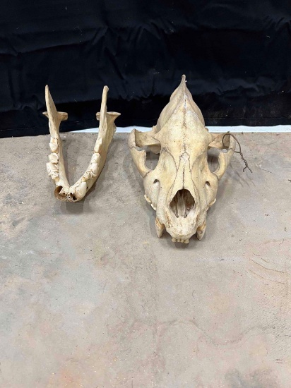 Hyena Skull