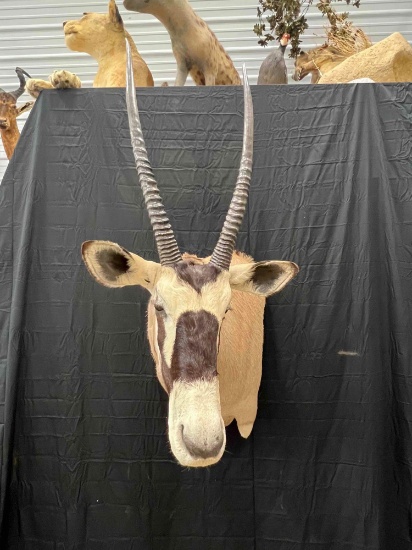 Gemsbok Mount