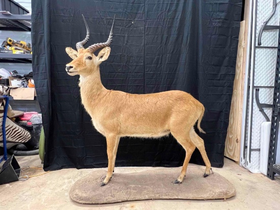 Cob Mount