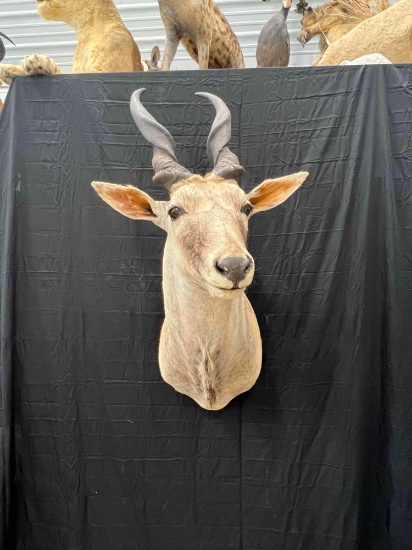 Eland Mount