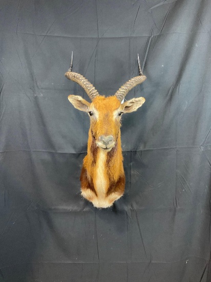 Black Lechwe